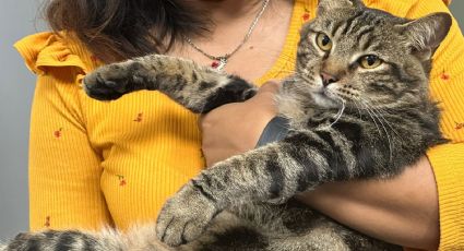 (FOTOS) ¡Ing. 'michi', se cayó el servidor! Conoce al gatito adoptado por la Universidad de Veracruz