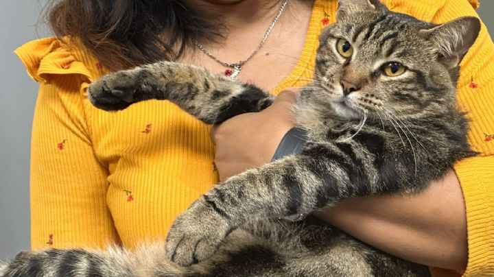 (FOTOS) ¡Ing. 'michi', se cayó el servidor! Conoce al gatito adoptado por la Universidad de Veracruz