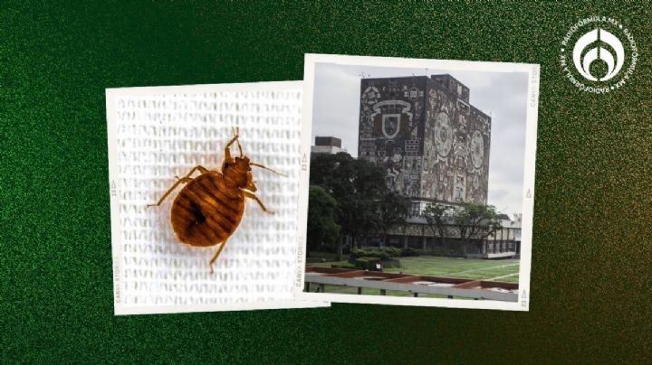 Chinches en la UNAM: esto sabemos sobre el 'regreso' de los insectos a la máxima casa de estudios