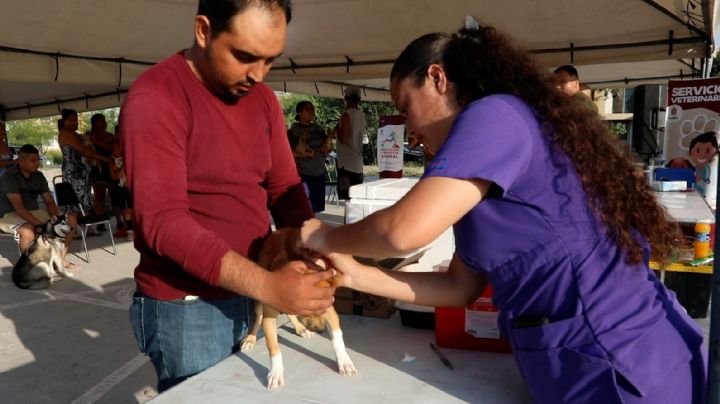 Refuerzan vacunación en mascotas de Escobedo NL