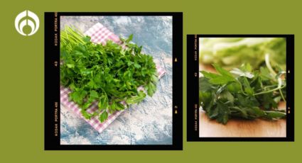 El truco para conservar el cilantro y perejil frescos por más tiempo