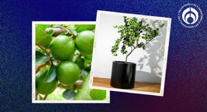 Árbol de limón: esta es la maceta correcta y el secreto al plantarlo para que te dé muchos limones