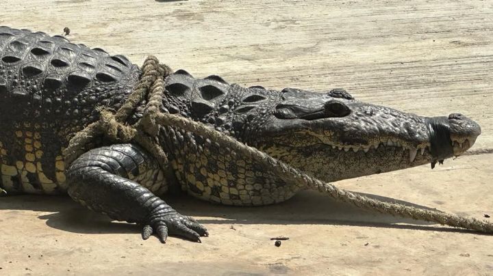 Playa Miramar, libre de cocodrilos: Alcalde Oseguera garantiza seguridad y limpieza para visitantes