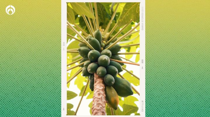 El truco del campo para que tu árbol de papayas se llene de enormes y dulces frutos