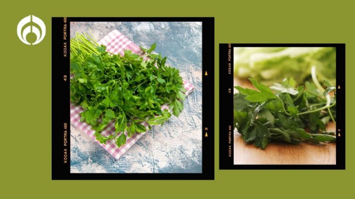 El truco para conservar el cilantro y perejil frescos por más tiempo