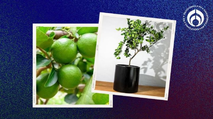 Árbol de limón: esta es la maceta correcta y el secreto al plantarlo para que te dé muchos limones