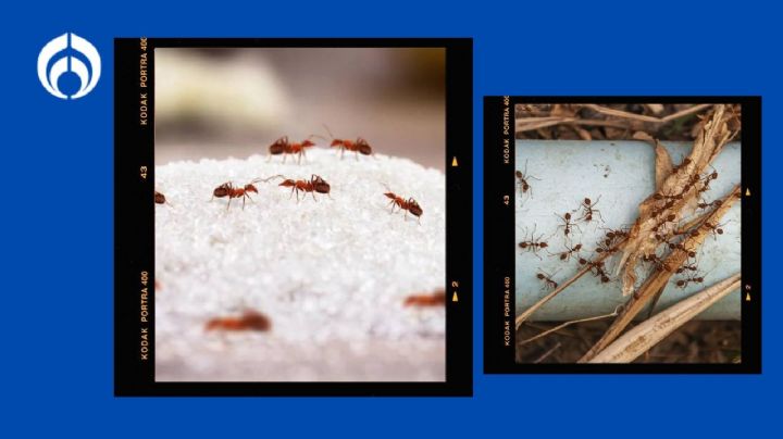 Temporada de hormigas: aléjalas de tu cocina con este poderoso truco