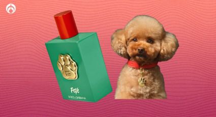 Perfume para perritos: este es el Dolce&Gabbana que lanzaron para lomitos… ¿cuánto cuesta?