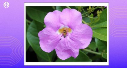 La hermosa planta poco conocida que llenará tu hogar de flores y hermosos colores