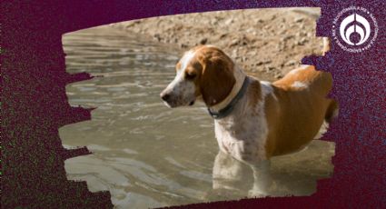 ¿Puedes darle agua de lluvia a tu perro o a tu gato? Esto dicen expertos