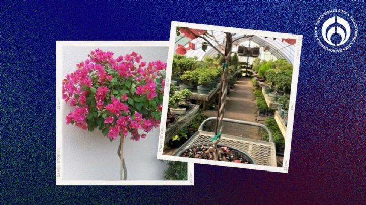 Árbol de bugambilia: la técnica de los jardineros para que crezca con muchas flores