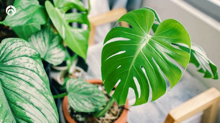 4 cuidados de la planta Monstera o Costilla de Adán para que se mantenga hermosa y verde todo el año