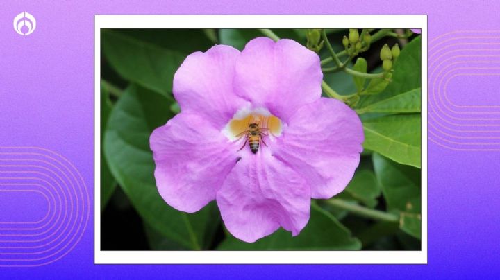 La hermosa planta poco conocida que llenará tu hogar de flores y hermosos colores