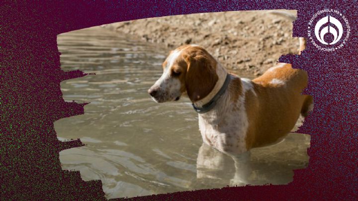 ¿Puedes darle agua de lluvia a tu perro o a tu gato? Esto dicen expertos