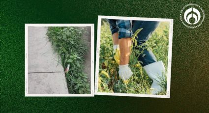 El truco de los jardineros para eliminar las hierbas malas de tu banqueta o jardín