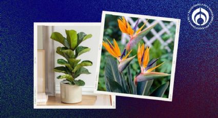 5 plantas que harán lucir a tu hogar más lujoso y además son fáciles de cuidar