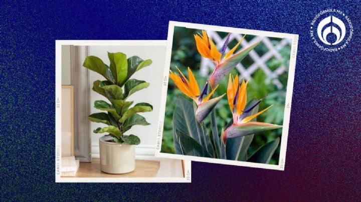 5 plantas que harán lucir a tu hogar más lujoso y además son fáciles de cuidar