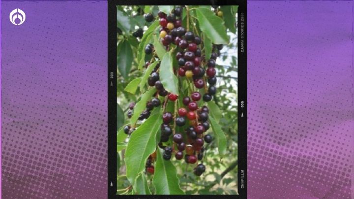 Árbol de capulín: ¿cuánto tarda en crecer y dar frutos?