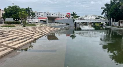 Cocodrilos amenazan el sur de Tamaulipas tras desbordamientos de canales