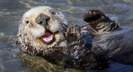 Revive la nutria: dan protección especial a los 'perritos de agua' y llaman a respetar su hábitat