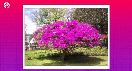 Secretos de jardinero para tener la bugambilia más hermosa en el otoño