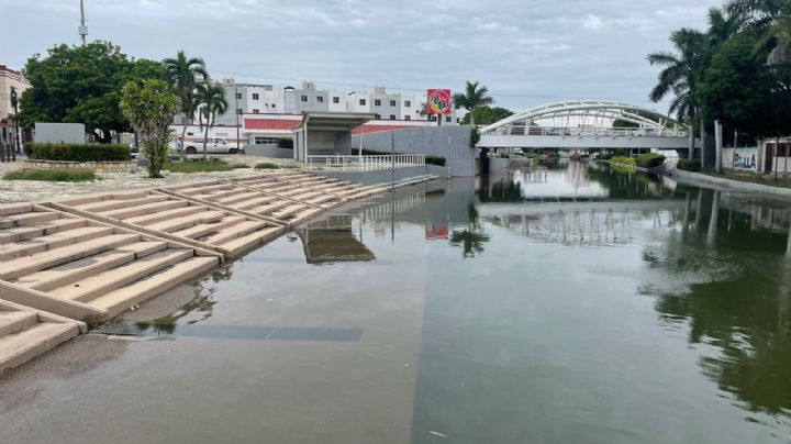 Cocodrilos amenazan el sur de Tamaulipas tras desbordamientos de canales