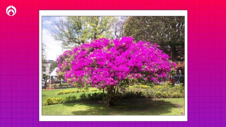 Secretos de jardinero para tener la bugambilia más hermosa en el otoño