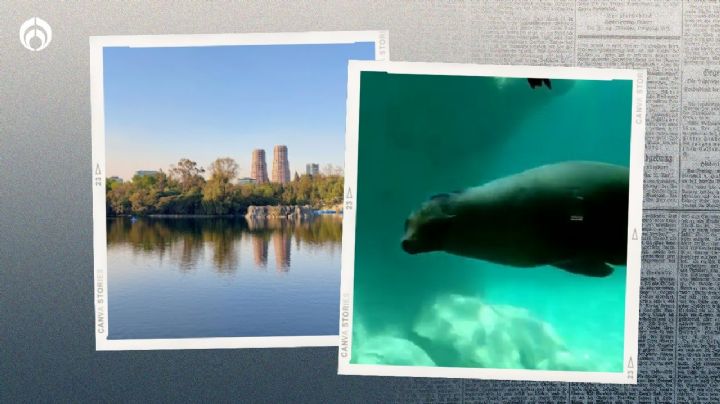 Muere hombre al caer en un estanque de lobos marinos en el Zoológico de Chapultepec