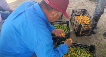 Jobito en auge: sequía no detiene éxito en su producción en el río Tamesí