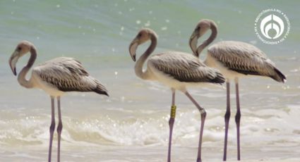 Tren Maya: flamencos engalanan Punta Sur en Cozumel; así los puedes visitar