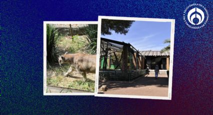 (FOTOS) Este es el zoológico poco conocido de la CDMX que tiene pumas y aves exóticas