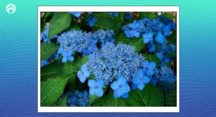 El truco de jardinero para tener una preciosa hortensia en el otoño, ¡se llenará de flores!