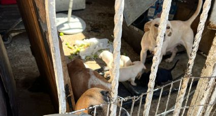 ¡Coraje y tristeza! Mueren 4 perritos de supuesto refugio en La Paz; rescatan a 20 en mal estado