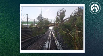 (VIDEO) Cae árbol en Metro CDMX: la Línea B reanuda servicio tras labores para retirarlo