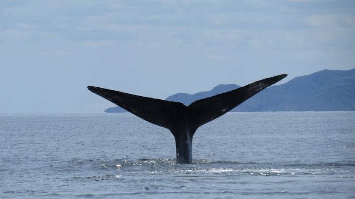 Otro proyecto inquieta BCS: exportación de gas pone en peligro vida marina del Golfo de California