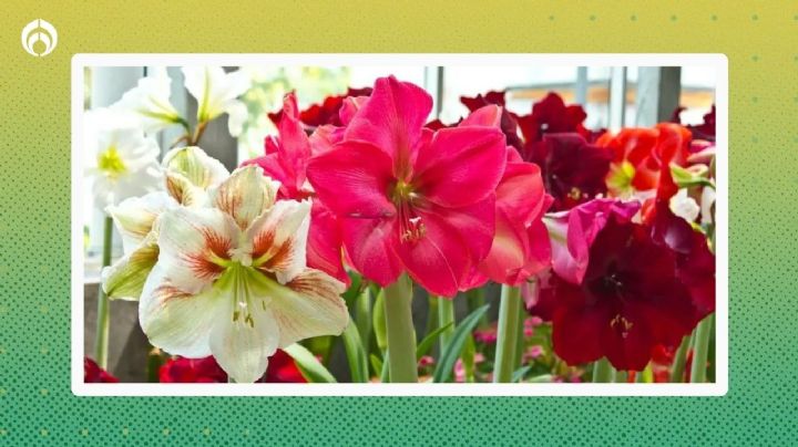 3 flores que debes plantar en otoño para tener un hermoso jardín en primavera