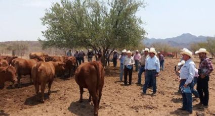 Recuperan ganaderos tranquilidad tras estrategias de seguridad en Sonora