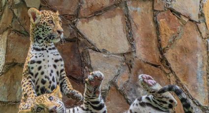 (FOTOS) Conoce a Balam y Sanya, cachorros jaguar donados a la Biósfera El Cielo