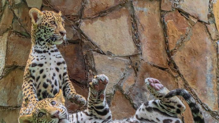 (FOTOS) Conoce a Balam y Sanya, cachorros jaguar donados a la Biósfera El Cielo