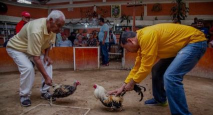 'En defensa de nuestras tradiciones': marcharán para exigir peleas de gallos legales