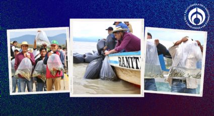 Siembran esperanza en el Lago de Pátzcuaro con la liberación de 15 mil peces acúmara