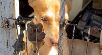 ¡Una burla! Sancionan con 10 mil pesos a responsable de maltratar a 17 perritos en La Paz