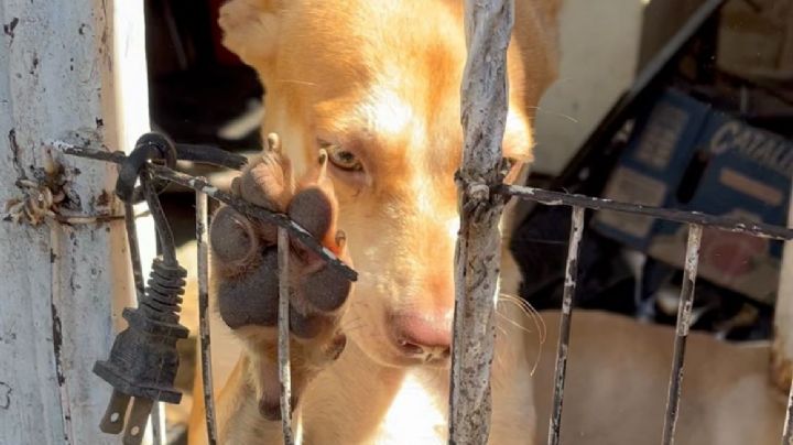 ¡Una burla! Sancionan con 10 mil pesos a responsable de maltratar a 17 perritos en La Paz