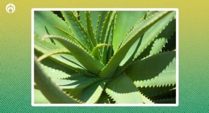 3 consejos para que tu planta de aloe vera no se vuelva a morir, según jardineros