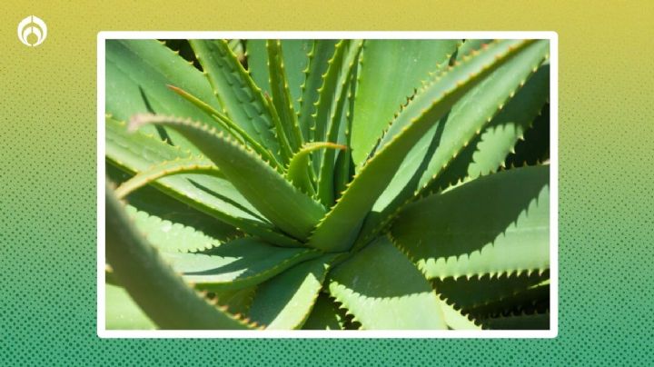 3 consejos para que tu planta de aloe vera no se vuelva a morir, según jardineros