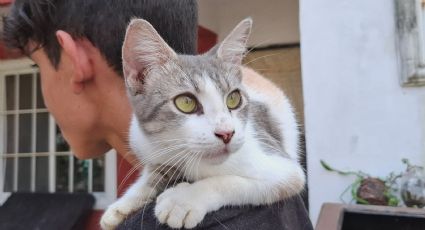 Envenenamiento masivo de mascotas en Tamaulipas: han muerto 21 gatos y un perrito