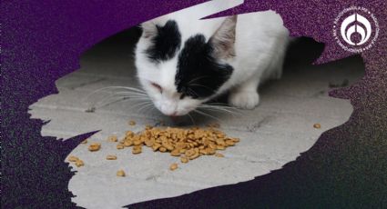 Las croquetas para gato altas en proteína, fibra y avaladas por Profeco por sólo 99 pesos