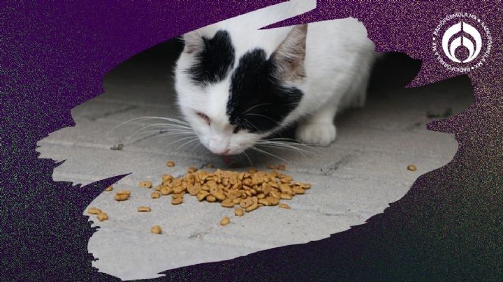 Las croquetas para gato altas en proteína, fibra y avaladas por Profeco por sólo 99 pesos