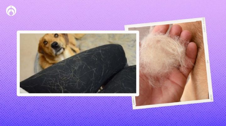 Truco de limpieza para eliminar pelos de perritos y gatitos al lavar la ropa