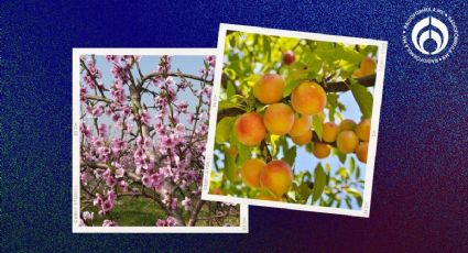 El árbol frutal que huele delicioso, crece hasta 7 metros y es ideal para tu banqueta